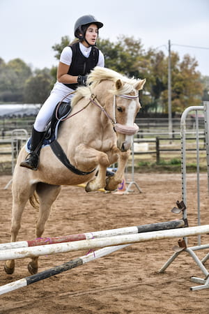 Transporte de Caballos para Concursos y Eventos barcelona caballos