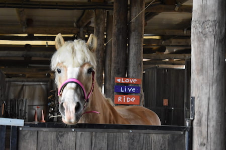 boxes caballos barcelona