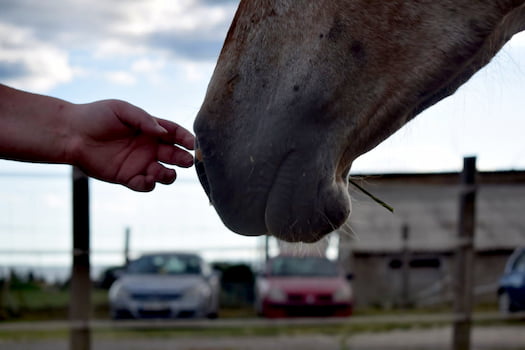 cuidado de caballos cuidado de caballos