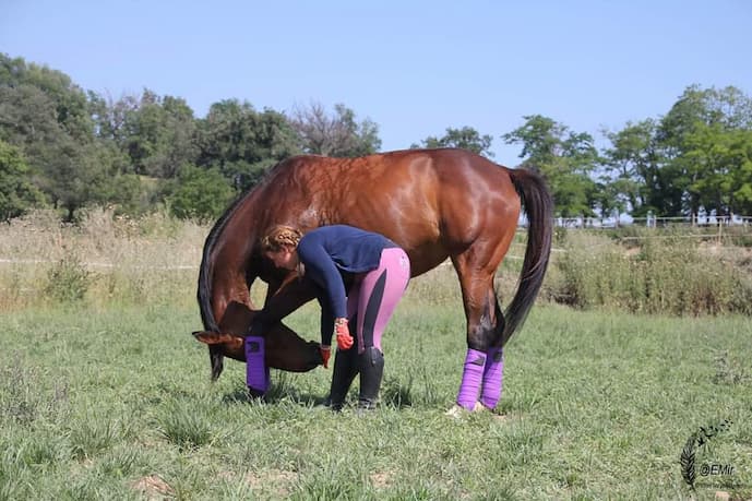 educacion caballos 1 educacion caballos 1